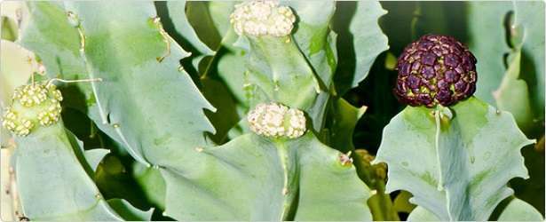 Caralluma Fimbriata & Its Medical Uses