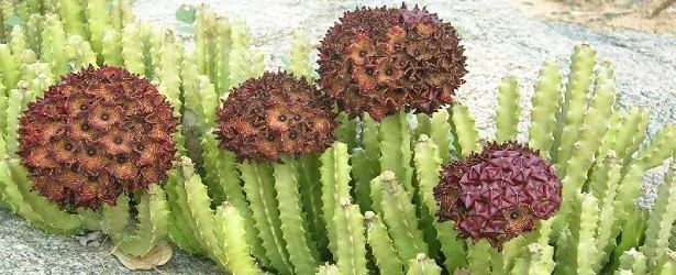 Caralluma fimbriata is a type of edible cactus that acts as an appetite suppressant and thirst quencher.
