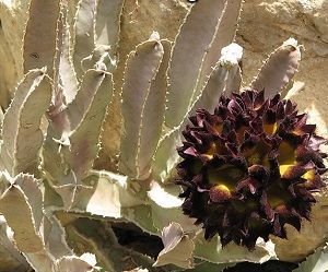 Can A Caralluma Herb Help You Slim Down?