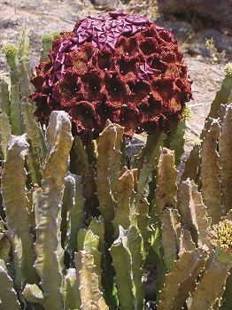Can Losing Weight With Caralluma Fimbriata Be Safe And Effective?